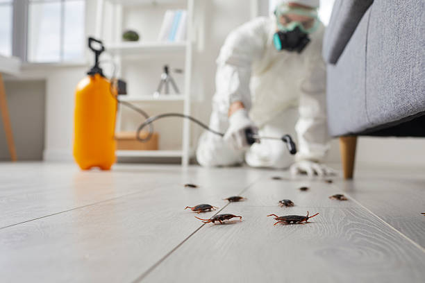 Post-Treatment Bed Bug Interceptor Monitoring in Niles